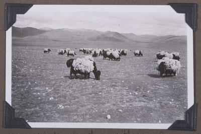 Yaks laden with wool to sell in India