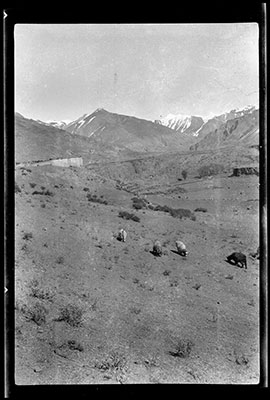 Cattle grazing in Nyeru chu valley near the Karo La pass