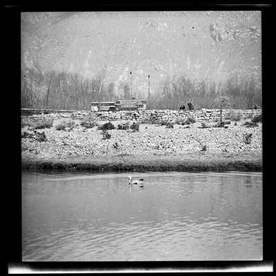 Bar-headed goose on Kyichu river near Dekyi Lingka