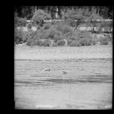 Terns on the Kyichu river