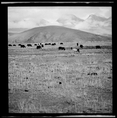 Yaks grazing on the Betsang plain