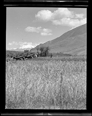 Cattle grazing near Guru Lhakhang