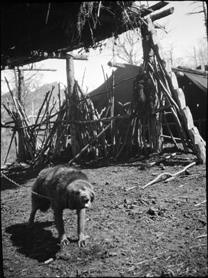 Dog in Khampa camp near Yatung