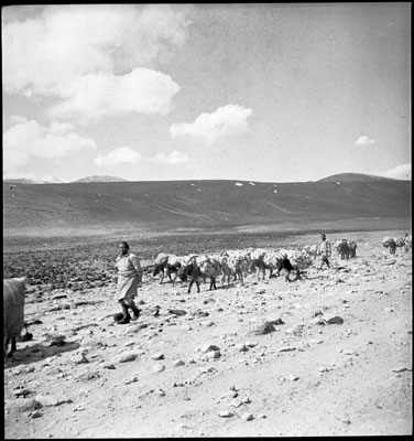 Pack animals carrying wool