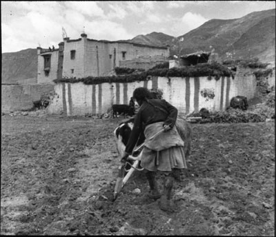 A man ploughing near Sakya