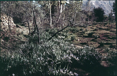 Wild irises in a grove outside Dekyi Lingka