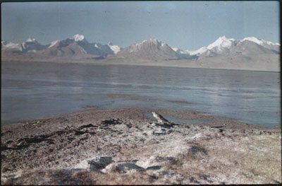 Falcon on the bank of the Rham Tso lake in south Tibet