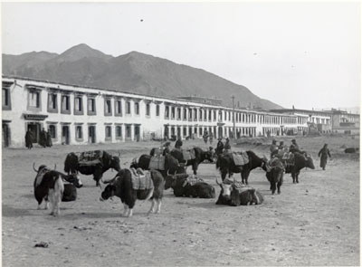 Yaks in street in outer Lhasa