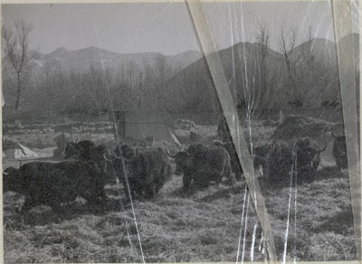 Yaks treading out barley outside Lhasa
