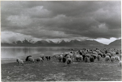 Sheep by Dochen lake