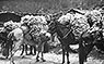 Mules carrying wool in the Chumbi Valley